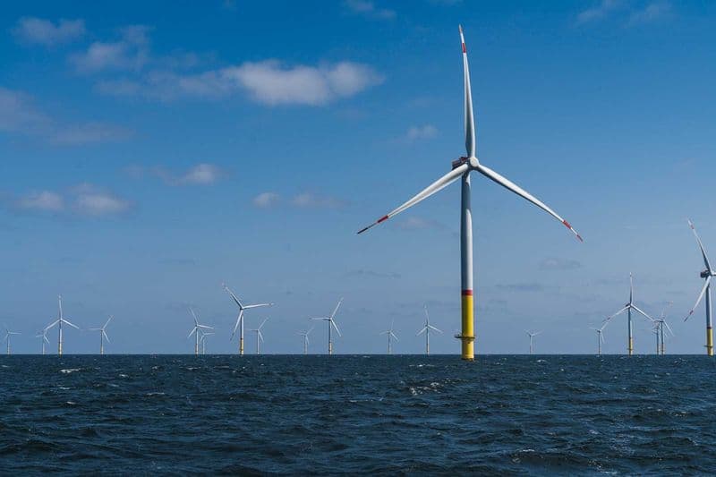 Research Project Proves Large-Scale Oyster Reef Restoration at Offshore Wind Farms Feasible